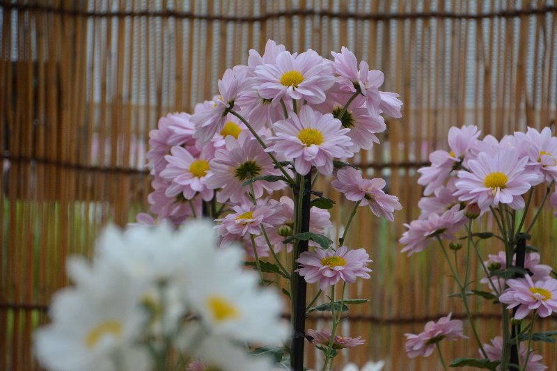 菊展 菊展