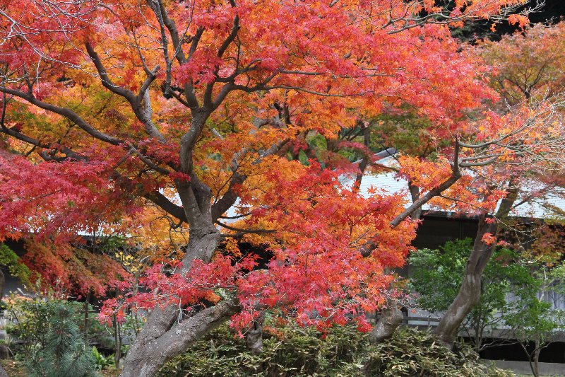 紅葉 紅葉