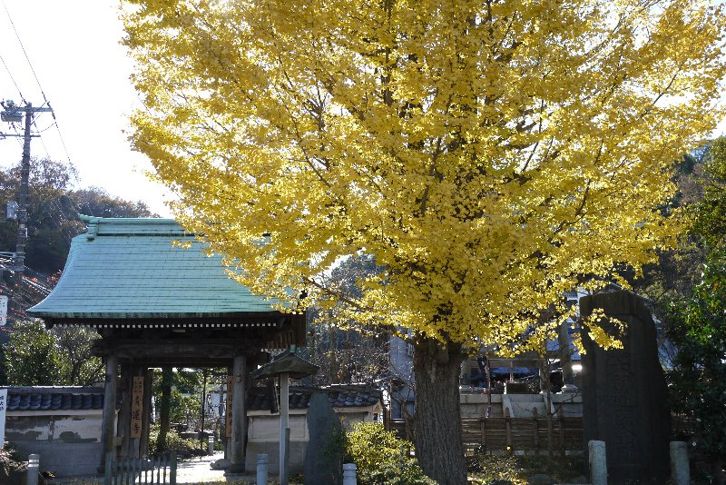 銀杏 銀杏
