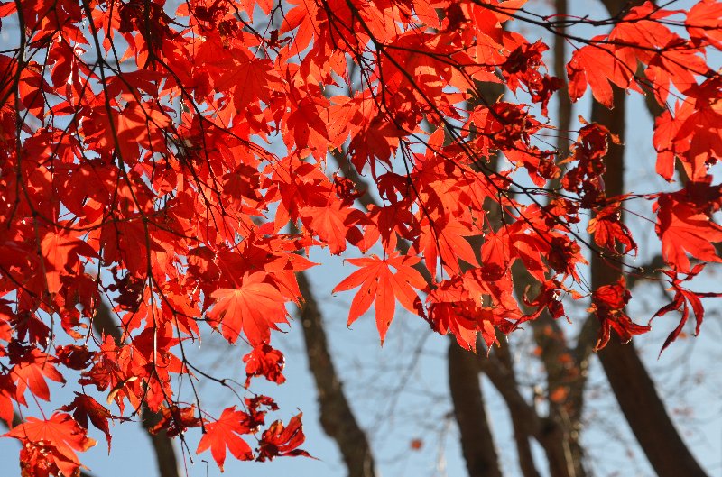 紅葉 紅葉