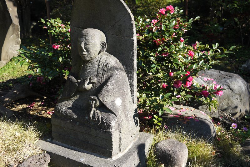 山茶花