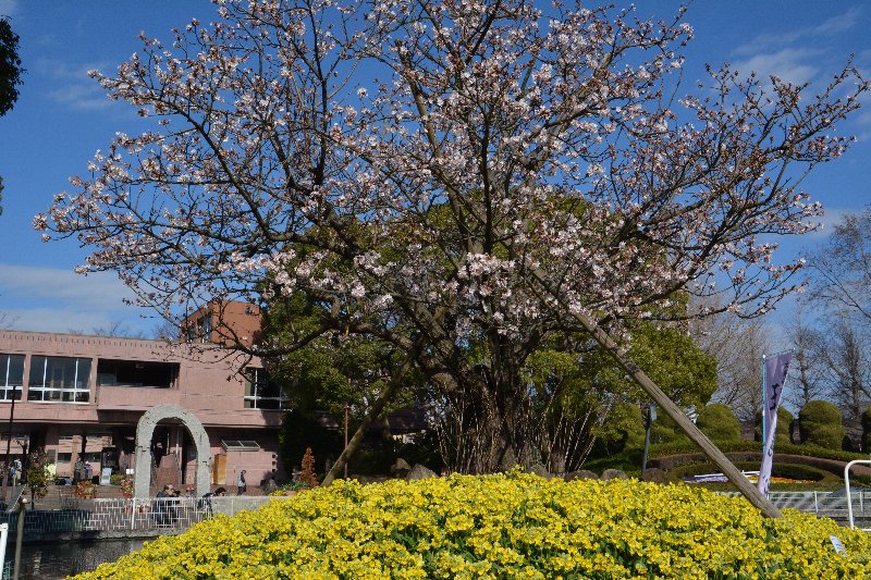 玉縄桜 玉縄桜