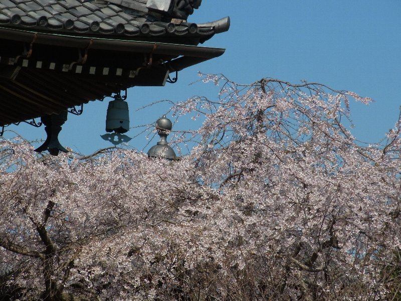 桜 桜