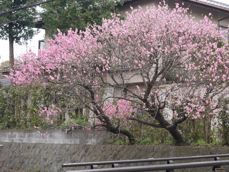 桜 桜