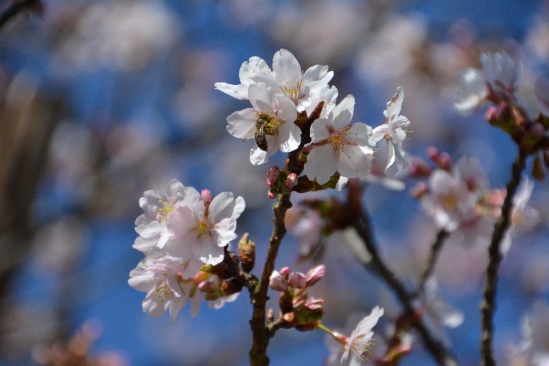 玉縄桜 玉縄桜