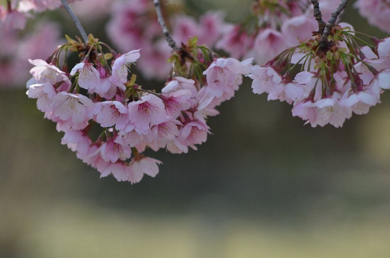 おかめ桜 おかめ桜