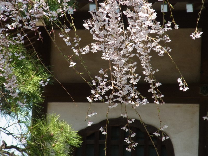 桜 桜