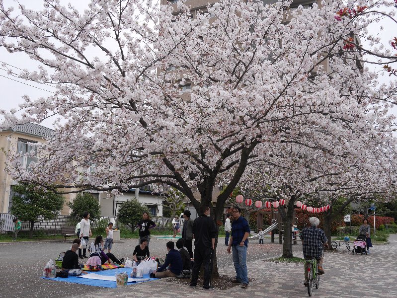 桜 桜