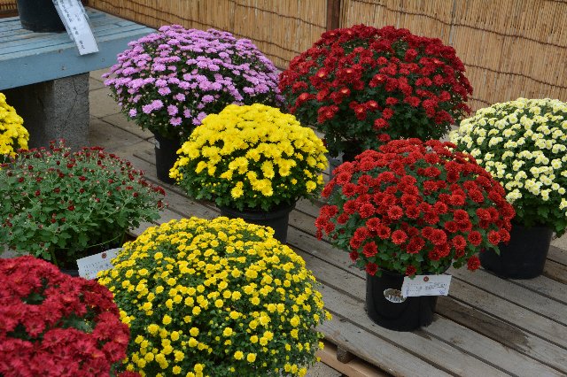 菊 菊