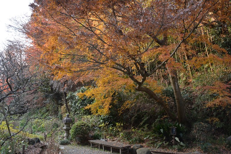 紅葉 紅葉