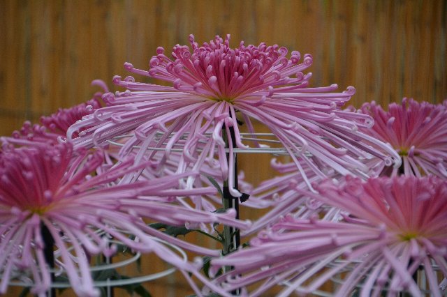 菊 菊