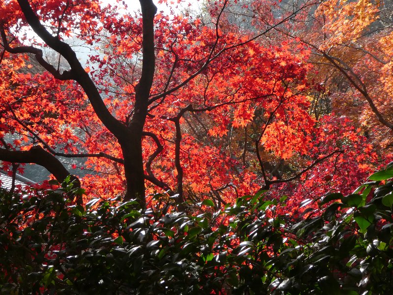 紅葉 紅葉