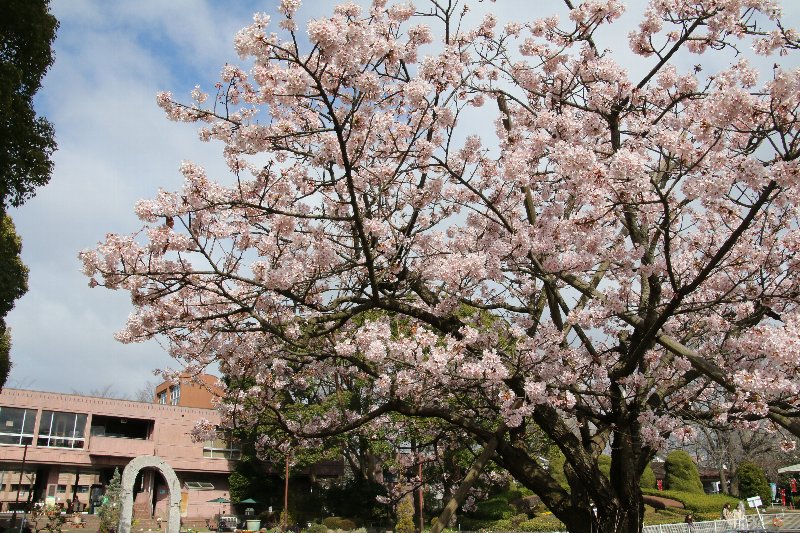 玉縄桜 玉縄桜