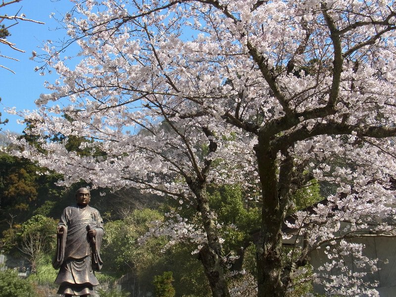 桜 桜