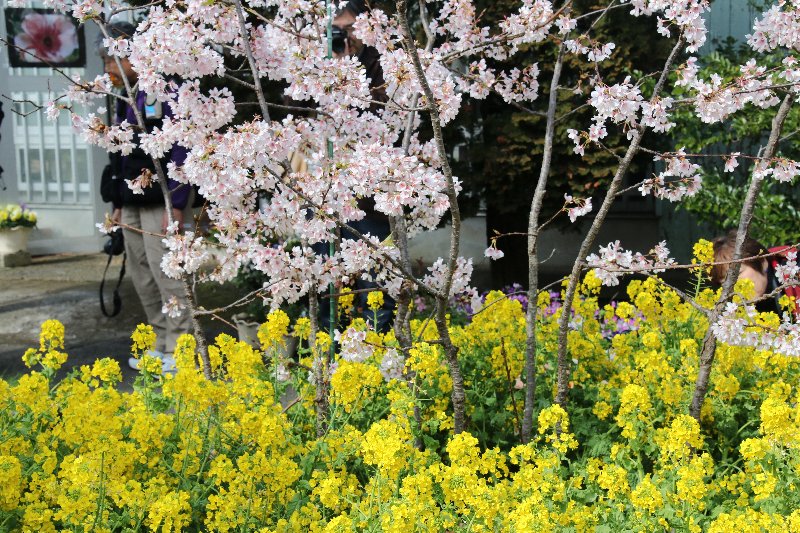 玉縄桜 玉縄桜
