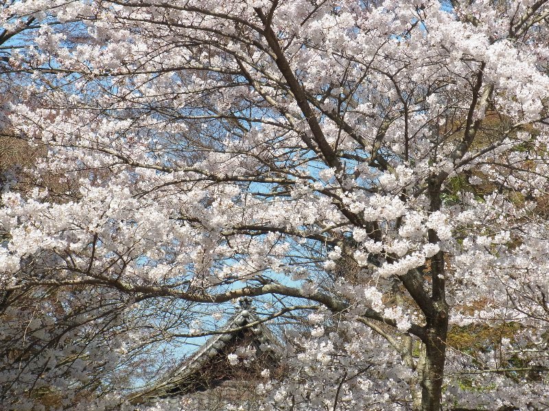 桜 桜