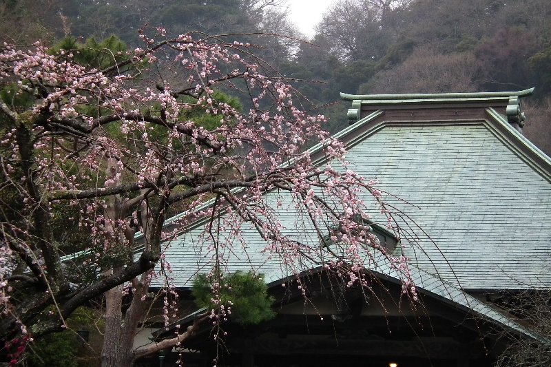 梅 梅