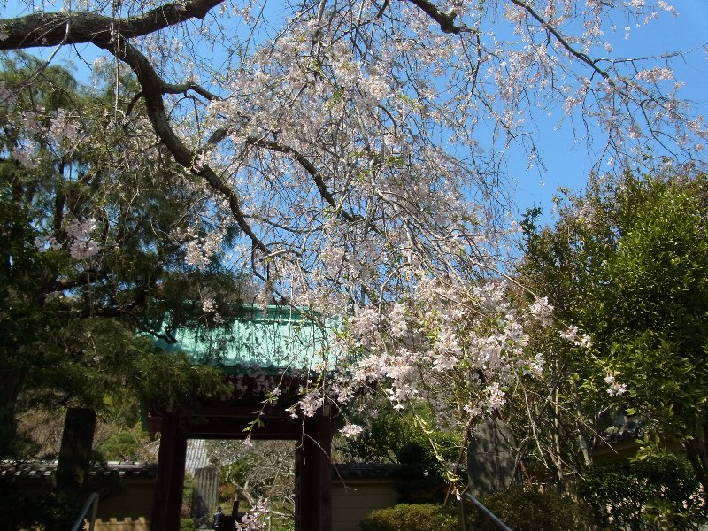 桜 桜
