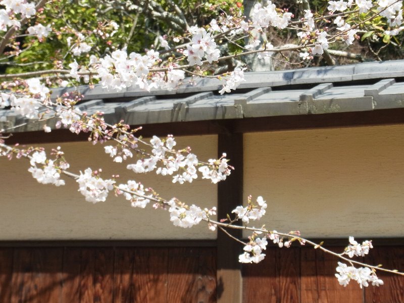 桜 桜