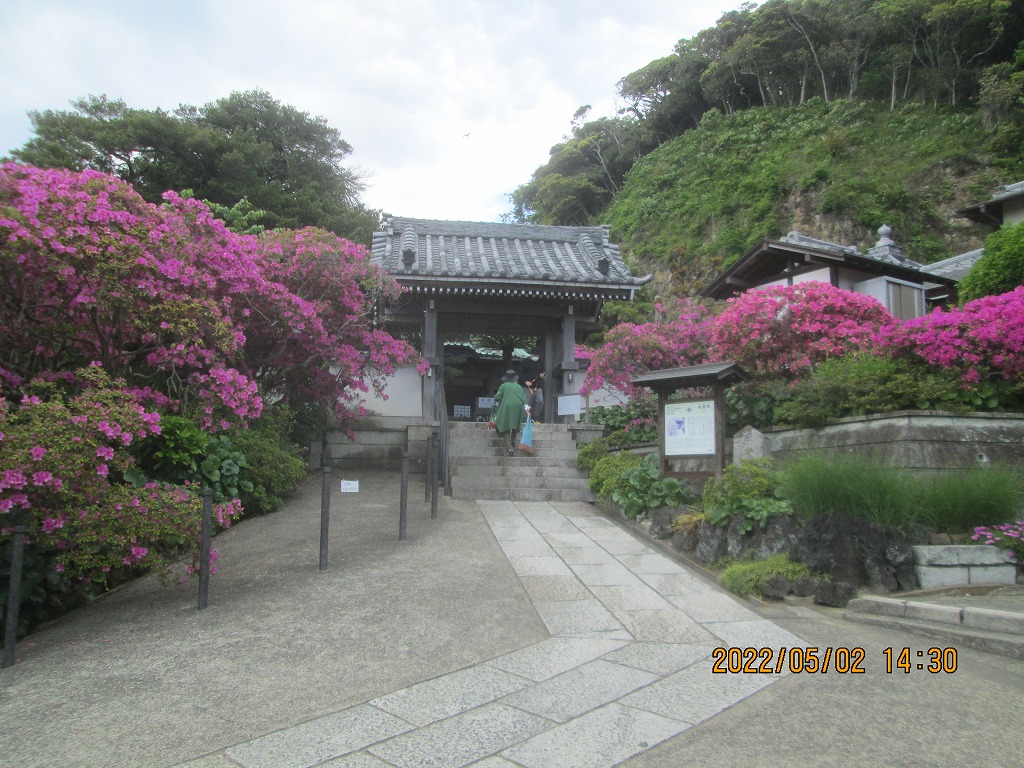 つつじ